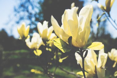 Şu yeni gelişen bir ağaç bahar dalı