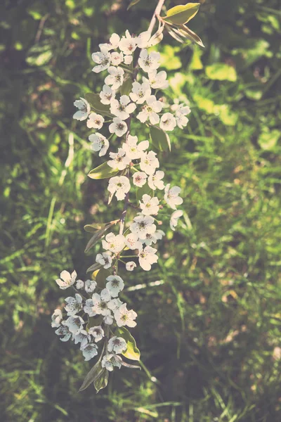 Rama de un árbol de primavera floreciente —  Fotos de Stock