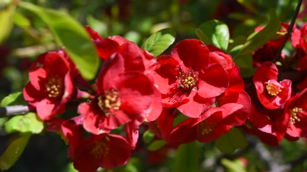 Röda blommor makro — Stockvideo