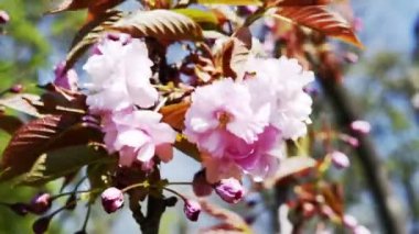 Pembe sakura kiraz çiçekleri makro