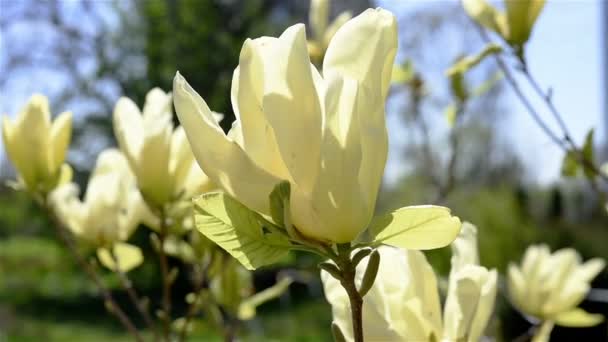 Magnolia amarilla florece — Vídeos de Stock