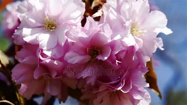 Rosa Sakura Kirschblüten Makro — Stockvideo