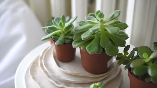 Decorazione domestica bianca scandinava dettagli, succulente sul tavolo — Video Stock