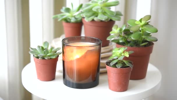 Succulente e candele, accogliente bianco scandinavo decorazione domestica primo piano — Video Stock