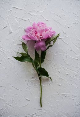 fresh peony flower on textured background, botany fineart photog clipart