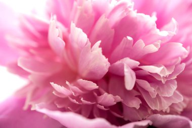 pembe peony çiçek yaprakları makro atış, zarif doğal çiçek düğünü