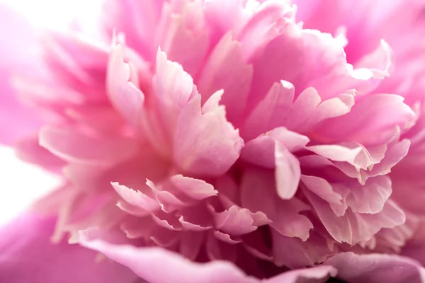 Pembe peony çiçek yaprakları makro atış, zarif doğal çiçek düğünü — Stok fotoğraf