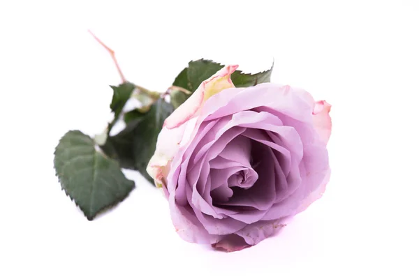 Pastel púrpura, rosa fresca de color malva aislada sobre fondo blanco —  Fotos de Stock