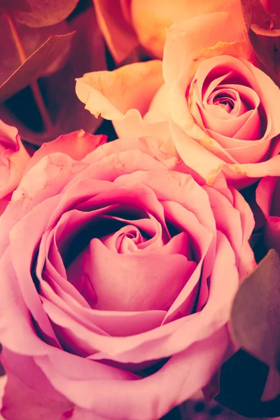 Fresh pink roses macro shot, summer flowers, vintage style — Stock Photo, Image