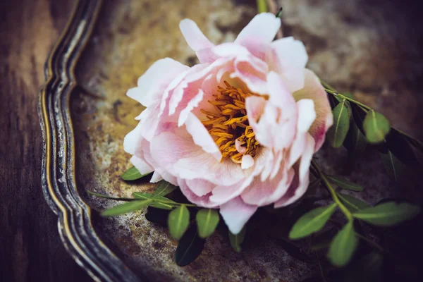 Rosa Pfingstrose Blume auf altem silbernem Tablett — Stockfoto