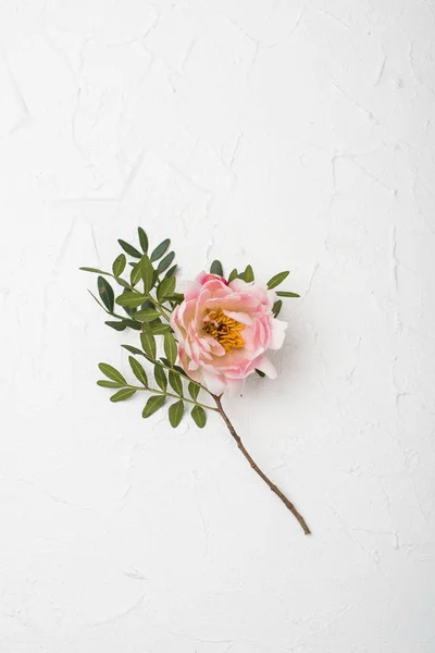 Pink peony flower on white textured background — Stock Photo, Image