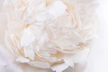 Beyaz Şakayık yaprakları portre, çiçek makro çekim yaz. Doğal t