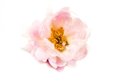 pembe Şakayık çiçeği beyaz arka plan üzerinde izole, makro çekim