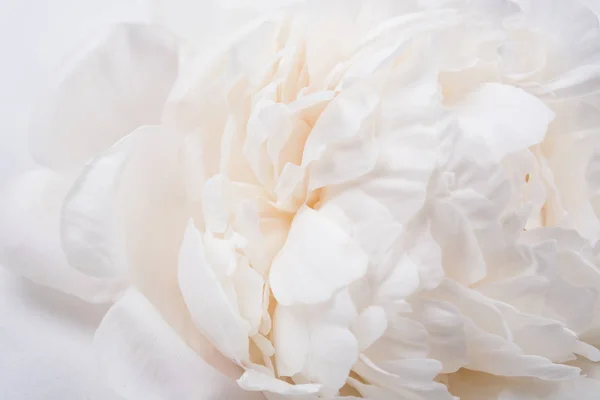 Bílá Pivoňka lístků closeup, letní květiny makro záběr. Přírodní t — Stock fotografie
