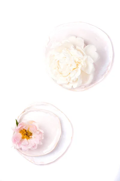 Peony flower in plate on white background isolated — Stock Photo, Image