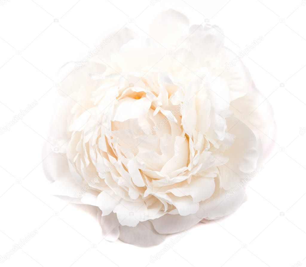 white peony flower on white background isolated