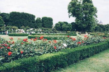 çiçekli güller çiçek yatak, bakımlı bahçe