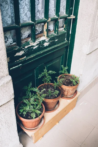 Inicio plantas y hierbas en macetas en la terraza de la casa vieja, puerta vintage — Foto de Stock