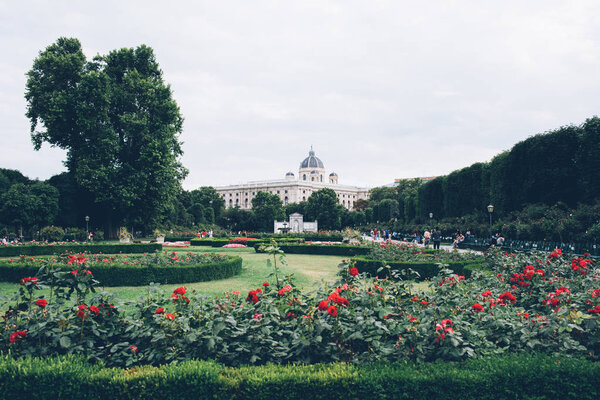 цветущие розы, ухоженный сад
