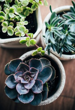 Farklı renkli etli bitkiler ile üç seramik kaplar