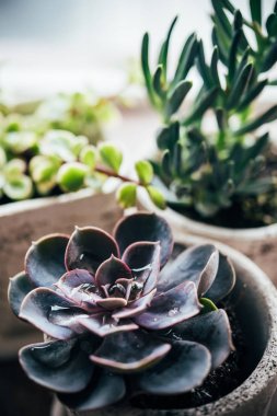 Farklı renkli etli bitkiler ile üç seramik kaplar