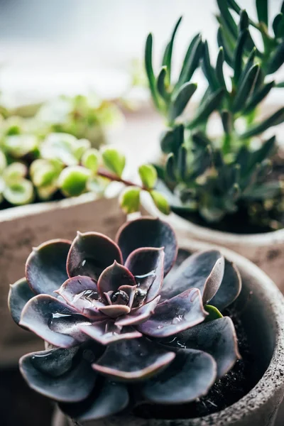 Три керамических горшка с различными красочными сочными растениями — стоковое фото