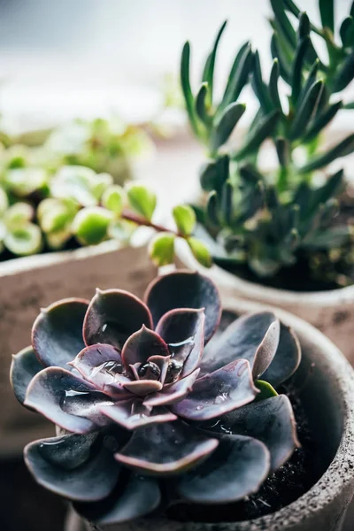 Três vasos cerâmicos com diferentes plantas suculentas coloridas — Fotografia de Stock