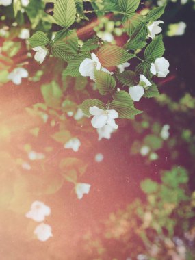 White flowers on blooming booshes in spring, traditional garden