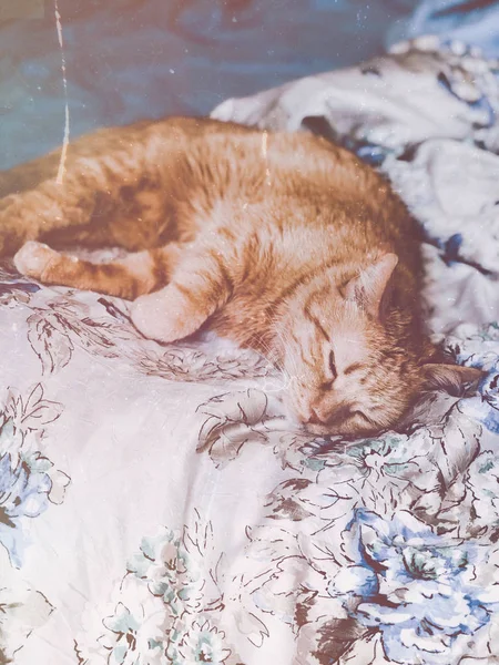 Ginger bonito casa gato dormindo na cama — Fotografia de Stock