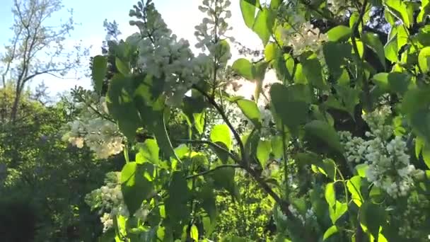 Hermosas ramas de lila blanca balanceándose en el viento — Vídeos de Stock