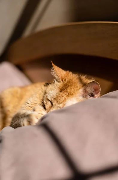 Flauschige Ingwerkatze schläft im Bett auf beigem Bettzeug — Stockfoto