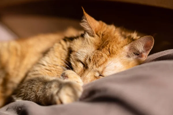 Soffice zenzero gatto dormire a letto su beige biancheria da letto — Foto Stock