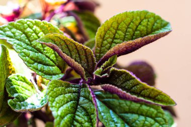 Homeplant yeşil ve mor doğal bitkileri yakın plan bırakır makro