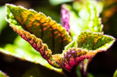 Homeplant yeşil ve mor doğal bitkileri yakın plan bırakır makro