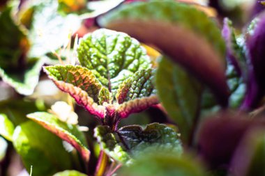 Homeplant yeşil ve mor doğal bitkileri yakın plan bırakır makro