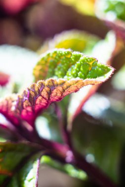 Homeplant yeşil ve mor doğal bitkileri yakın plan bırakır makro