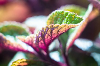 Homeplant yeşil ve mor doğal bitkileri yakın plan bırakır makro