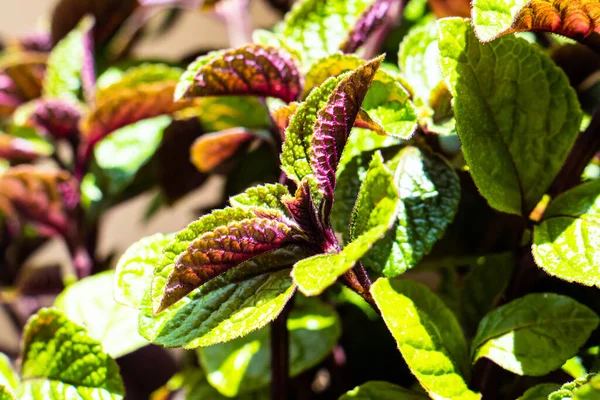 Домашние листья крупным планом, зеленые и фиолетовые натуральные растения макро — стоковое фото