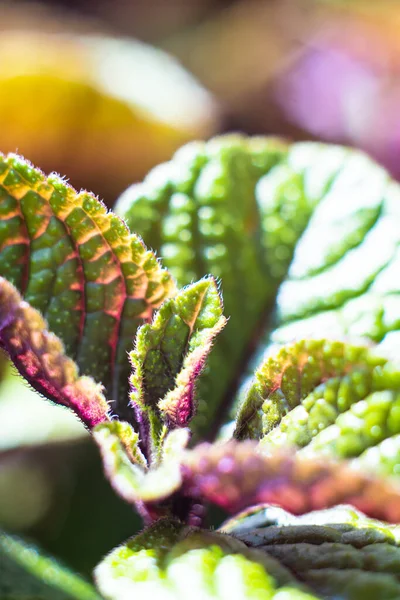 Homeplant hojas de cerca, verde y violeta plantas naturales macro — Foto de Stock