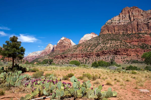 Zion nationalpark utah — Stockfoto