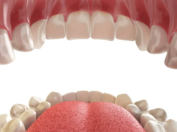 Tänder eller proteser. Öppen mänsklig mun övre och nedre käken. — Stockfoto