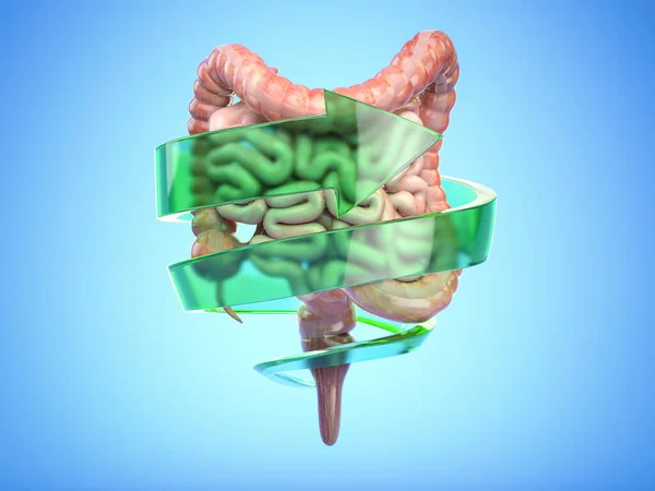 肠道和消化系统的保护和健康肠道的概念 科隆用箭 3D说明 — 图库照片