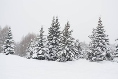 Firtrees under the snow in winter clipart