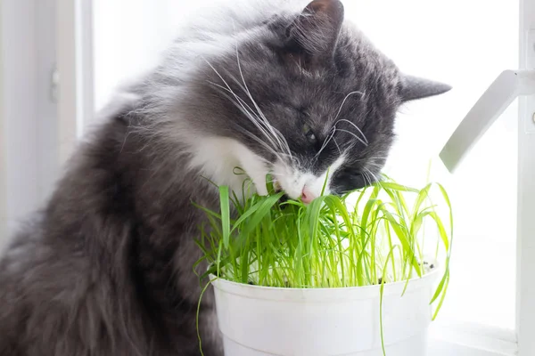 Cat eat grass on windowsill