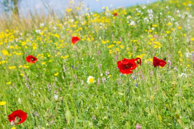 İtalyan bahar çayır haşhaş ile