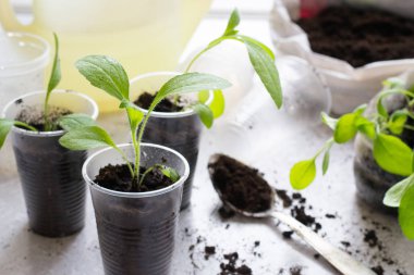 Rudbeckia pencere üzerinde fide