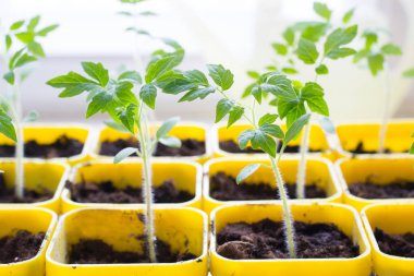 Evde domates büyüyen