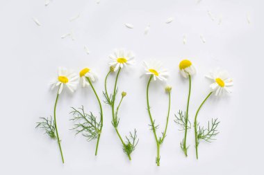  Beyaz arkaplanda papatyalar