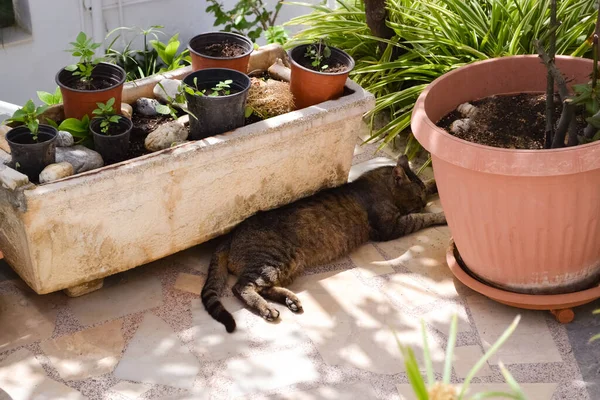 Cat Lies Shadow Flowers Pots Greece — ストック写真