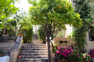 Saint Gedeon Manastırı 'ndaki bahçe. Girit 'teki köy margaritaları. Yunanistan.